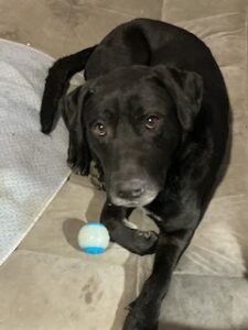Black Labrador Mix