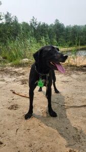 lab mix