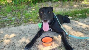 black lab mix