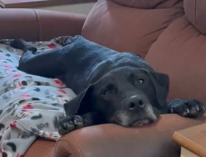 Black Labrador mix