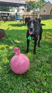 lab mix