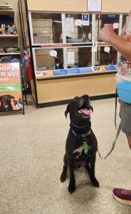 black lab mix