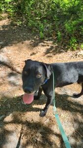black lab mix