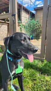 black labrador retriever mix