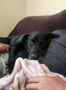 Black Labrador mix