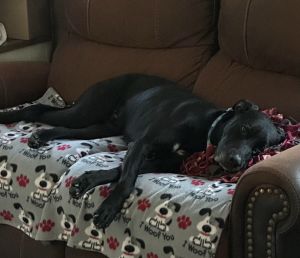 lab mix
