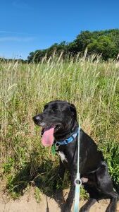 black lab mix