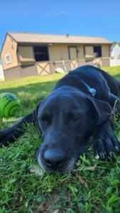 black labrador retriever mix