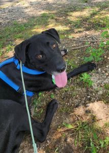 lab mix