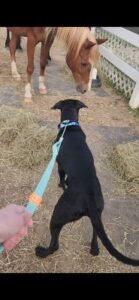 black labrador retriever mix