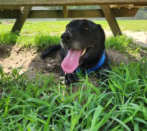 lab mix