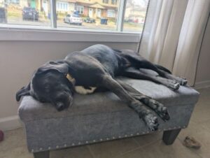 black lab mix