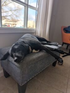 black lab mix