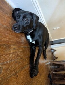 Labrador/hound Mix