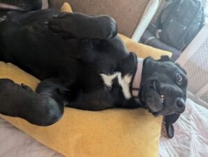 Labrador/hound Mix