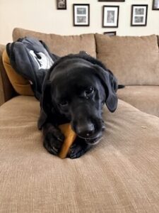 Labrador/hound Mix