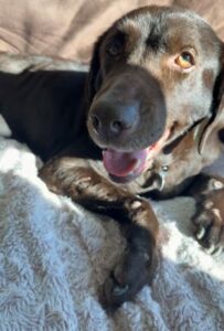Chocolate Labrador Retriever