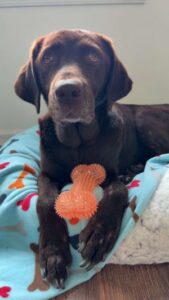 Chocolate Labrador