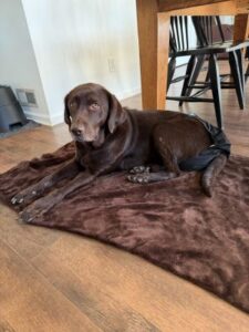 Chocolate Labrador