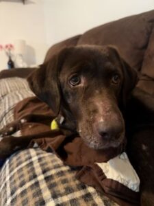 Chocolate Labrador