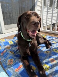 Chocolate Labrador