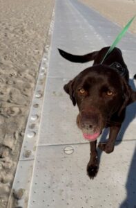 Chocolate Labrador Retriever