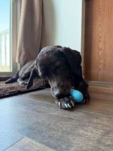 Chocolate Labrador Retriever