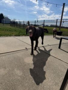 Chocolate Labrador Retriever