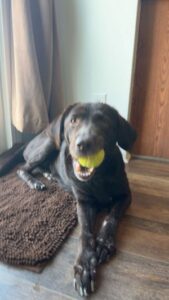 Chocolate Labrador Retriever