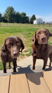 Chocolate Labrador Retriever