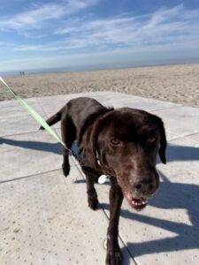 Chocolate Labrador Retriever