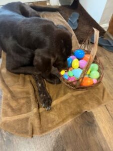 Chocolate Labrador Retriever