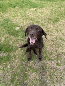 Chocolate Labrador Retriever