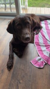 Chocolate Labrador Retriever