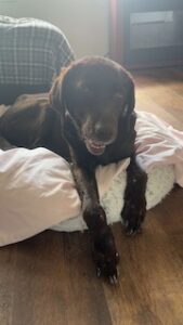 Chocolate Labrador Retriever