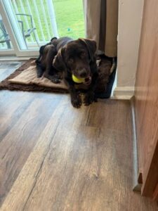 Chocolate Labrador