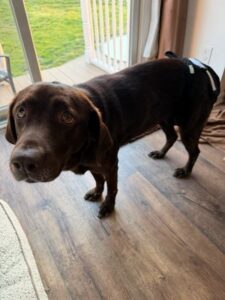 Chocolate Labrador