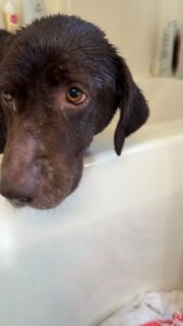 Chocolate Labrador Retriever