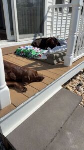 Chocolate Labrador Retriever