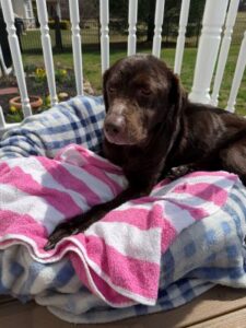 Chocolate Labrador Retriever