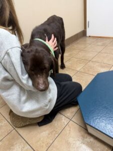 Chocolate Labrador Retriever