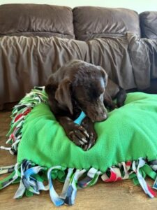 Chocolate Labrador Retriever