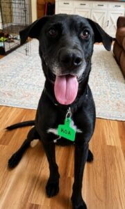 Black Labrador Mix