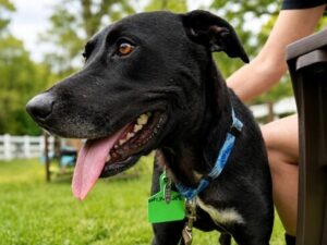 Black Labrador Mix