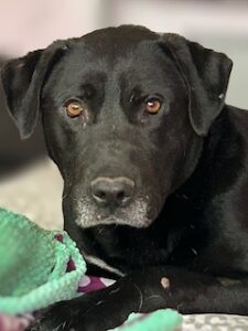 Black Labrador Mix