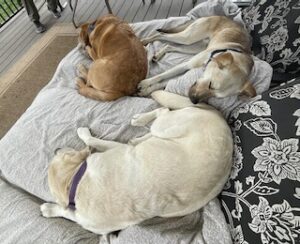 Yellow Labrador Mix
