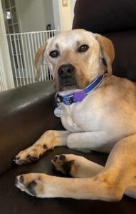 Yellow Labrador Mix