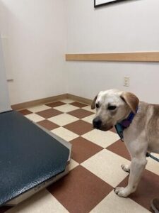 Yellow Labrador Mix