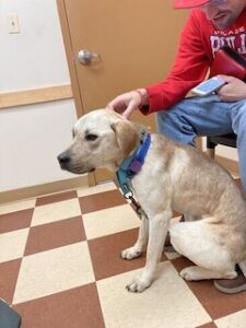 Yellow Labrador Mix