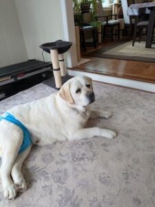 Yellow Labrador Retriever
